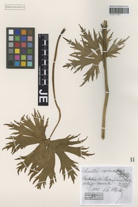 Type? of Aconitum fallacinum Błocki [family RANUNCULACEAE]