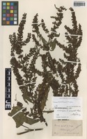 Lectotype of Rumex similatus Hausskn. [family POLYGONACEAE]