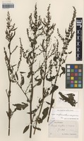 Syntype of Rumex ruhmeri Hausskn. [family POLYGONACEAE]