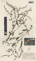 Syntype of Rumex pulcher L. variety microdon Hausskn. [family POLYGONACEAE]