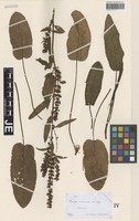 Syntype of Rumex sagorskii Hausskn. [family POLYGONACEAE]