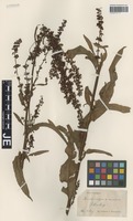 Syntype of Rumex sagorskii Hausskn. [family POLYGONACEAE]