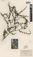 Syntype of Rumex pulcher L. forma macrodontus Hausskn. [family POLYGONACEAE]
