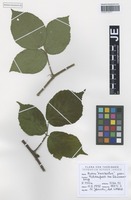Original material of Rubus exarmatus H. E. Weber & W. Jansen [family ROSACEAE]