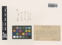 Isotype of Saxifraga tridactylites L. forma gracilis Debeaux [family SAXIFRAGACEAE]