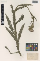 Original material of Cirsium borderei Rouy [family ASTERACEAE]
