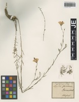 Type? of Linum darmstadinum Alef. [family LINACEAE]