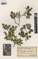 Original material of Rosa tredecim-arborum Buser ex R. Keller [family ROSACEAE]