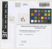 Isotype of Tetracymbaliella ratiana Grolle [family GEOCALYCACEAE]