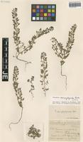 Isotype of Veronica campylopoda Boiss. variety glandulosa Hausskn. & Bornm. [family SCROPHULARIACEAE]