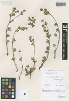 Syntype of Potentilla hirta L. variety ligustica Th. Wolf [family ROSACEAE]