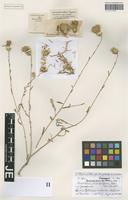 Syntype of Centaurea balsamitella Bornm. [family ASTERACEAE]
