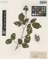 Type? of Rubus pubescens Weihe [family ROSACEAE]