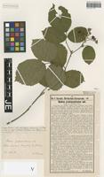 Syntype of Rubus pedemontanus Pinkw. [family ROSACEAE]