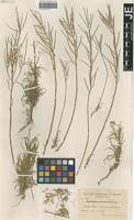 Paratype of Erysimum gomez-campoi Polatschek [family BRASSICACEAE]