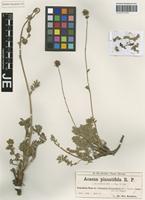 Isotype of Acaena pinnatifida Ruiz & Pav. variety uspallatensis Bitter [family ROSACEAE]