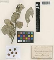 Syntype of Paxiodendron usambarense Engl. variety serratifolia Engl. [family MONIMIACEAE]