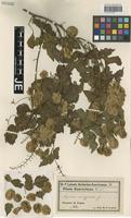 Syntype of Urvillea euryptera Griseb. [family SAPINDACEAE]