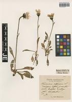 Syntype of Hieracium alpinum L. variety multicolor Dahlst. & Magn. [family ASTERACEAE]