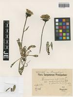 Type? of Hieracium alpinum L. _unranked aterrimum Gus. Schneid. [family ASTERACEAE]