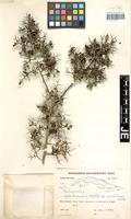 Isotype of Rochefortia septentrionalis G. Klotz variety cristalensis G. Klotz [family BORAGINACEAE]