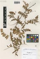 Isotype of Vicia amoena Fisch. ex Ser. forma parviloba Freyn [family FABACEAE]