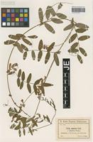 Syntype of Vicia amoena Fisch. ex Ser. _unranked elliptica Freyn [family FABACEAE]