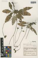 Isotype of Hieracium schmidtii Tausch subspecies tossicum (Zahn) [family ASTERACEAE]