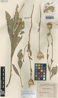 Syntype of Serratula litwinowii Iljin [family ASTERACEAE]