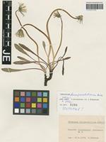Isotype of Taraxacum hemiparabolicum Hudziok [family ASTERACEAE]