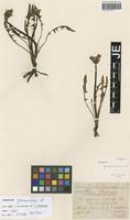 Isotype of Taraxacum germanicum Soest [family ASTERACEAE]