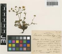 Syntype of Potentilla alpestris Haller f. forma trisecta Th. Wolf [family ROSACEAE]