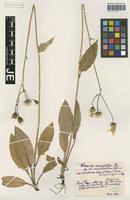 Isotype of Hieracium maculatum Schrank forma subgrandiceps Schack & Zahn [family ASTERACEAE]