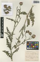 Isotype of Carduus sepincolus Hausskn. [family ASTERACEAE]