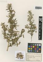 Type? of Ononis praecox Bianca [family FABACEAE]
