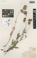 Holotype of Anthyllis vulneraria L. variety pseudodillenii Sagorski [family FABACEAE]
