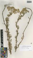 Filed as Achillea nobilis L. subspecies neilreichii (A. Kern.) Velen. [family ASTERACEAE]
