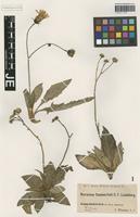 Original material of Hieracium clusii Dichtl [family ASTERACEAE]