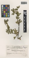 Isotype of Rosa arvensis Huds. forma scardica Dingler [family ROSACEAE]
