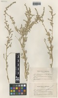 Syntype of Atriplex halimus L. forma argentea L. Chevall. [family CHENOPODIACEAE]