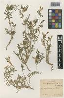 Syntype of Vicia hyrcanica Fisch. & C. A. Mey. variety brachyodonta Bornm. [family FABACEAE]