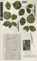Isotype of Rubus schnedleri H. E. Weber [family ROSACEAE]