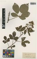 Type? of Rubus vulgaris Weihe & Nees [family ROSACEAE]