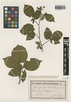 Isolectotype of Rubus guentheri Weihe & Nees forma pruinosus Utsch [family ROSACEAE]
