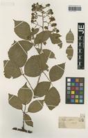 Type? of Rubus rudis Weihe & Nees [family ROSACEAE]
