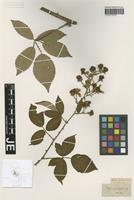 Type? of Rubus pubescens Weihe [family ROSACEAE]