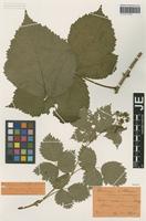 Type? of Rubus maximus T. Marsson [family ROSACEAE]