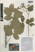 Isotype of Rubus orthostachys (G. Braun) G. Braun [family ROSACEAE]