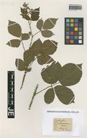 Type? of Rubus cinerascens Weihe ex Lej. & Courtois [family ROSACEAE]