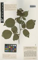 Isotype of Rubus hercynicus G. Braun [family ROSACEAE]